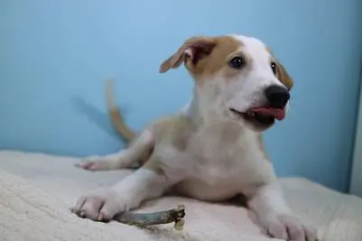 perro