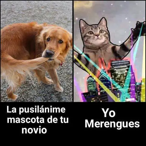 gifs de gatos