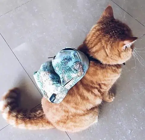 Gatos Haciendo Cosas De Gatos Gifs Y Imagenes