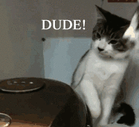 gatos chistosos