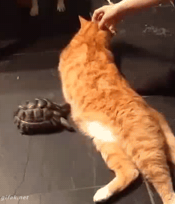gifs de gatos