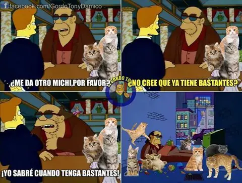 gatos chistosos