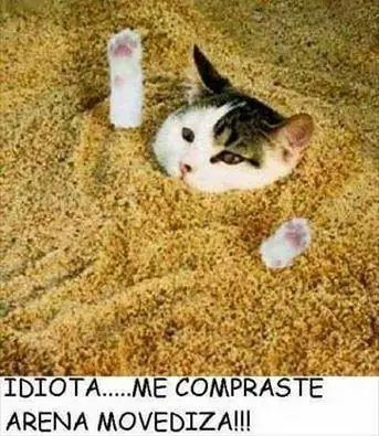 Gatos Haciendo Cosas De Gatos Gifs Y Imagenes