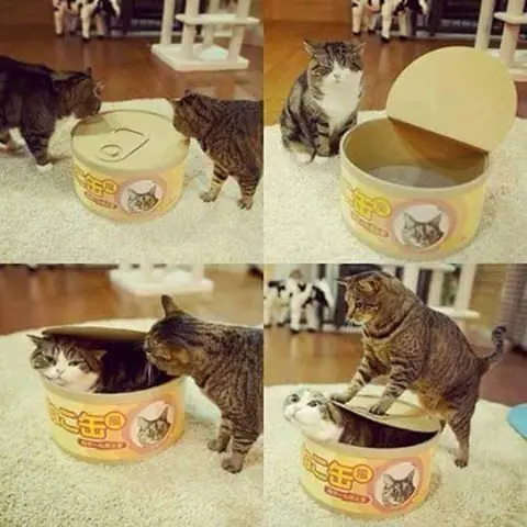 imagenes de gatos