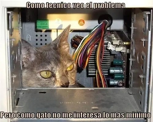 el gato mejor amigo del hombre
