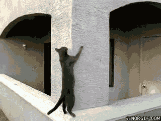 imagenes de gatos