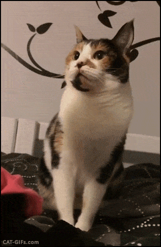 Gatos Haciendo Cosas De Gatos Gifs Y Imagenes