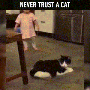 gatos chistosos