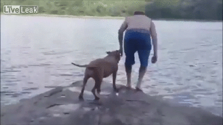 Quien dijo que los perros no son chidos