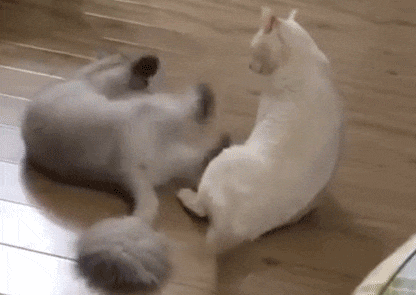 el gato mejor amigo del hombre