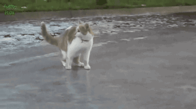 imagenes de gatos