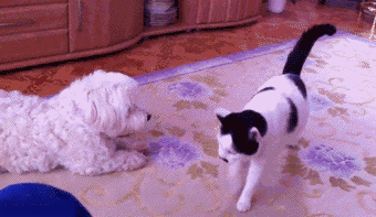 Gatos Haciendo Cosas De Gatos Gifs Y Imagenes