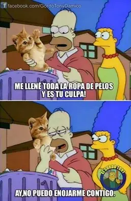 imagenes de gatos
