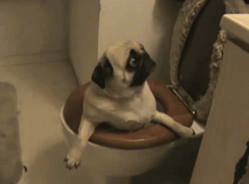 perros chistosos