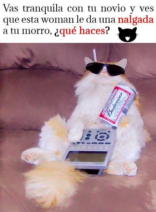 Gatos Haciendo Cosas De Gatos Gifs Y Imagenes