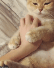 gatos chistosos
