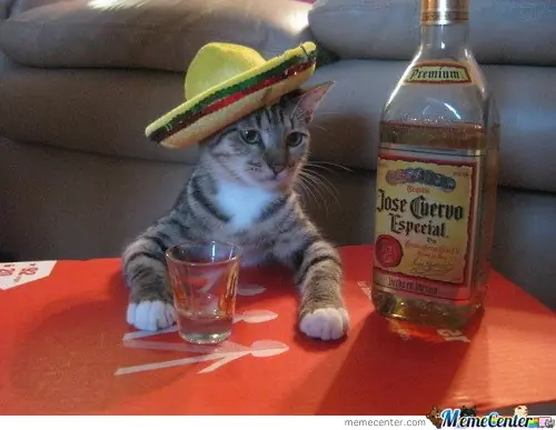 gatos chistosos
