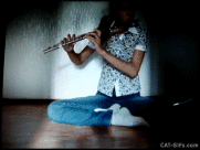 gifs de gatos