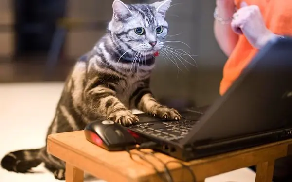 imagenes de gatos