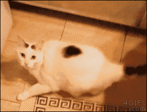 gatos chistosos
