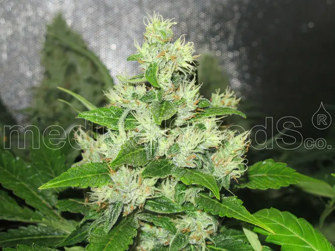 Las 10 variedades de marihuanas más exóticas parte 2 Las 10 variedades de marihuanas más exóticas parte 2