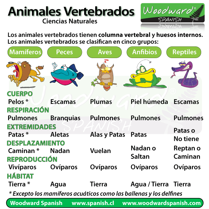 Los vertebrados tienen vertebras
