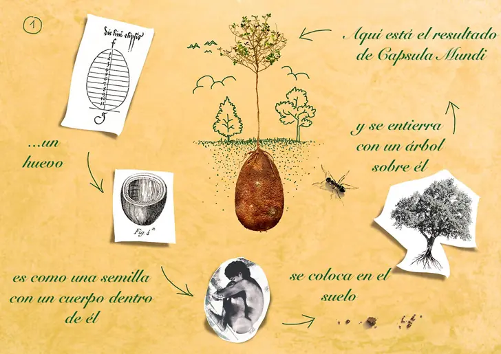 capsulas