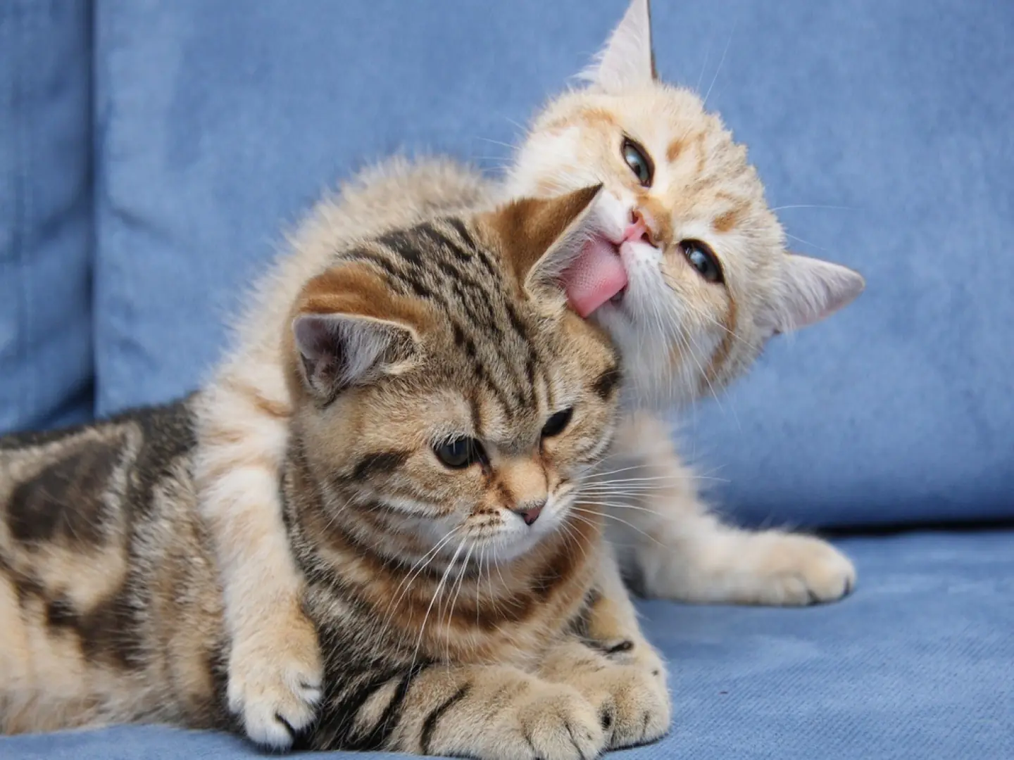 soy el gato al que le comieron la jermu