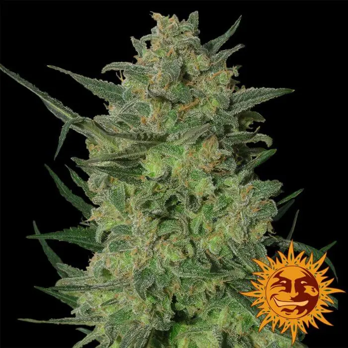 plantas plantas