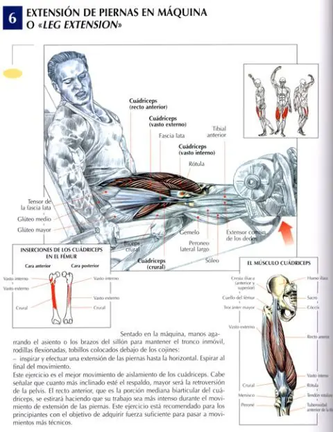 piernas