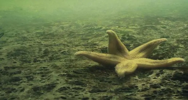 oceanos
