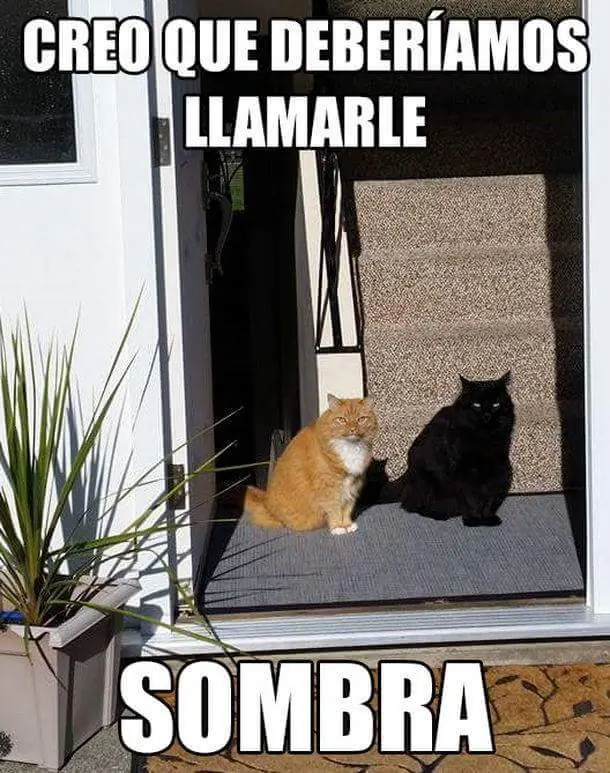 humor