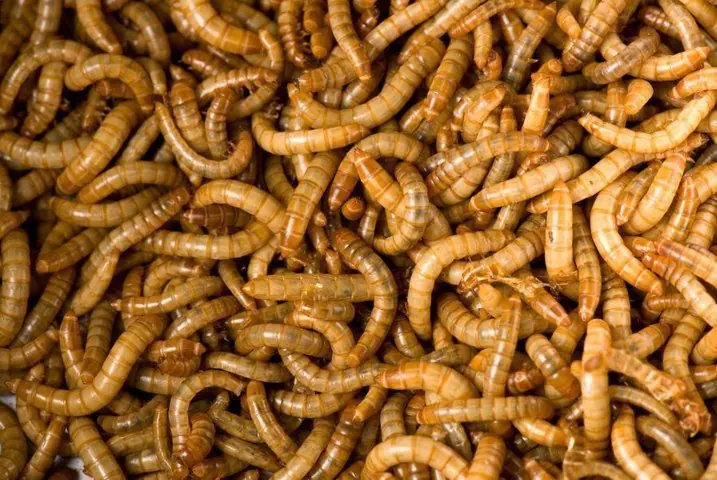 alimentos