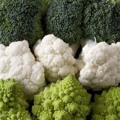Alimentos Alimentos