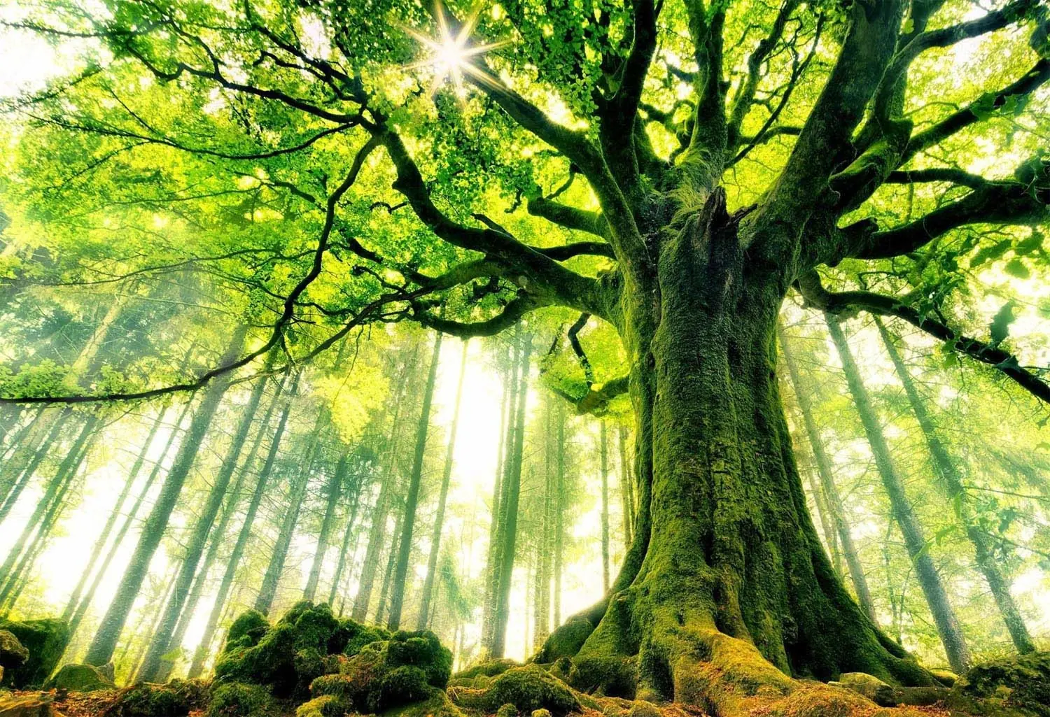 ¿Hace ruido el árbol que cae si nadie lo escucha?