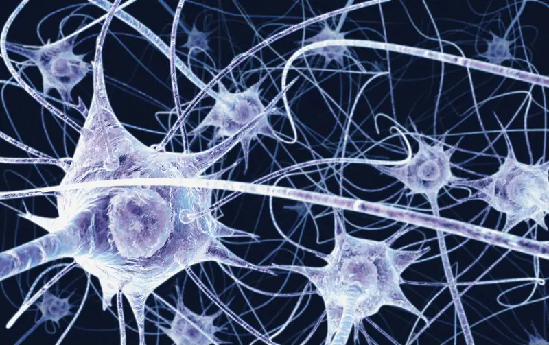 Alimentos benéficos para tener tus neuronas en buen estado.