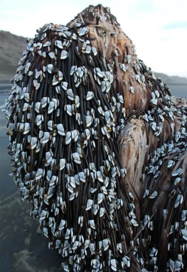 Encuentran un “monstruo marino con rastas” en Nueva Zelanda