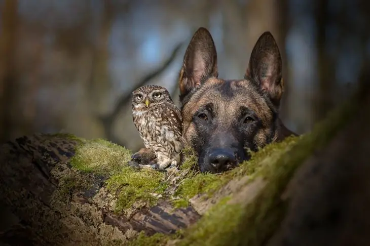 Inseparables