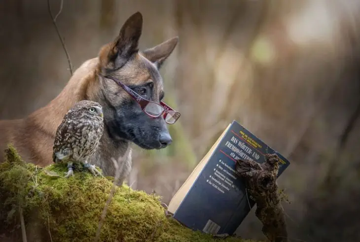 perro