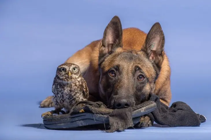 Increíble Un Búho y Perro se han vuelto amigos inseparables