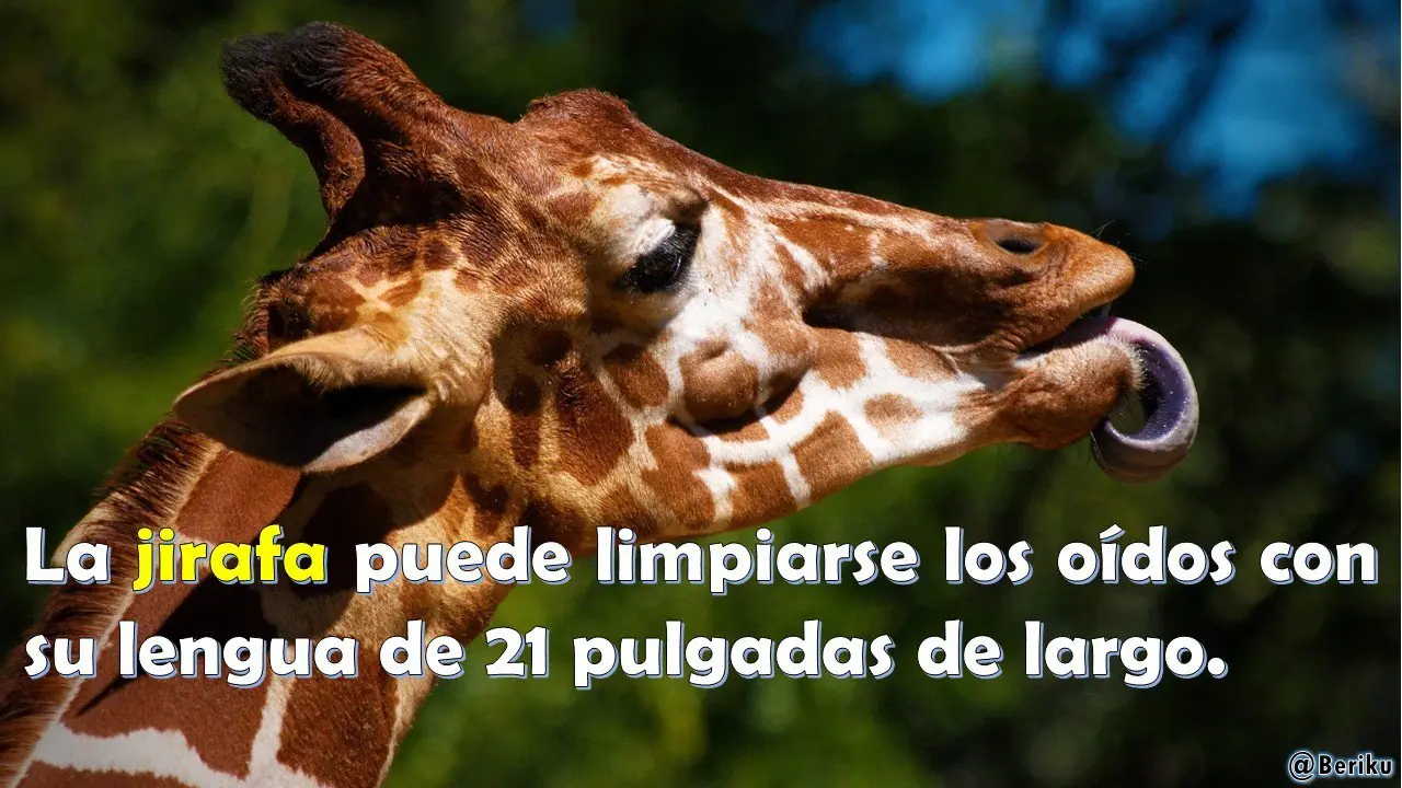 Datos Curiosos del Mundo [Vol.5]