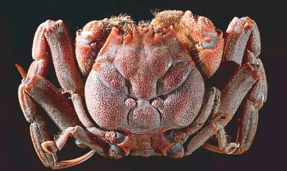 especies especies