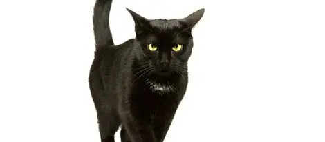 Argentina sera el campeón y te explico las razones