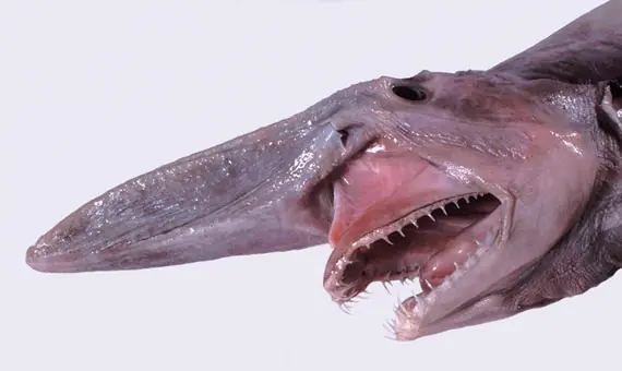 raros raros