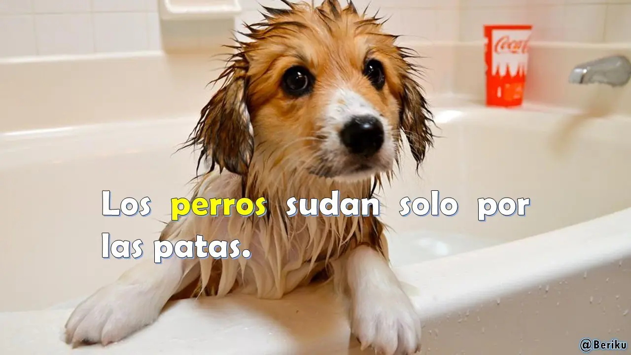 Curiosos