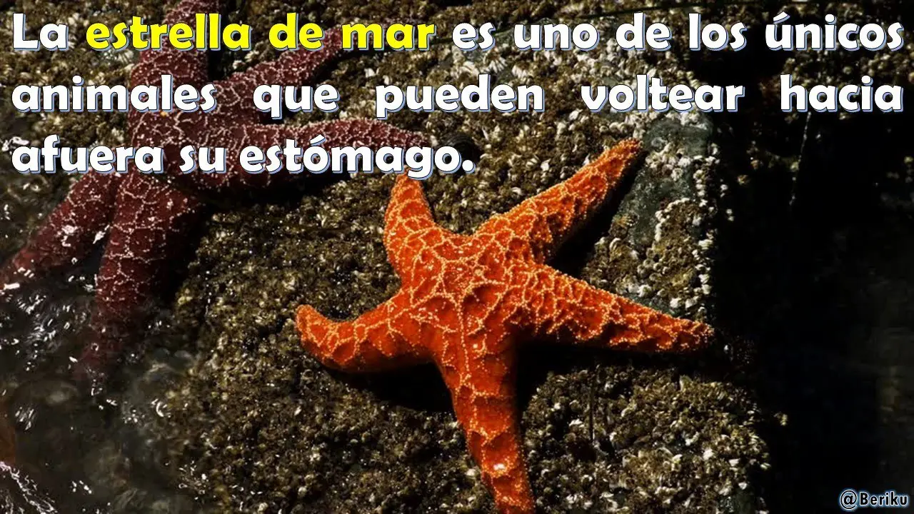 curiosidades