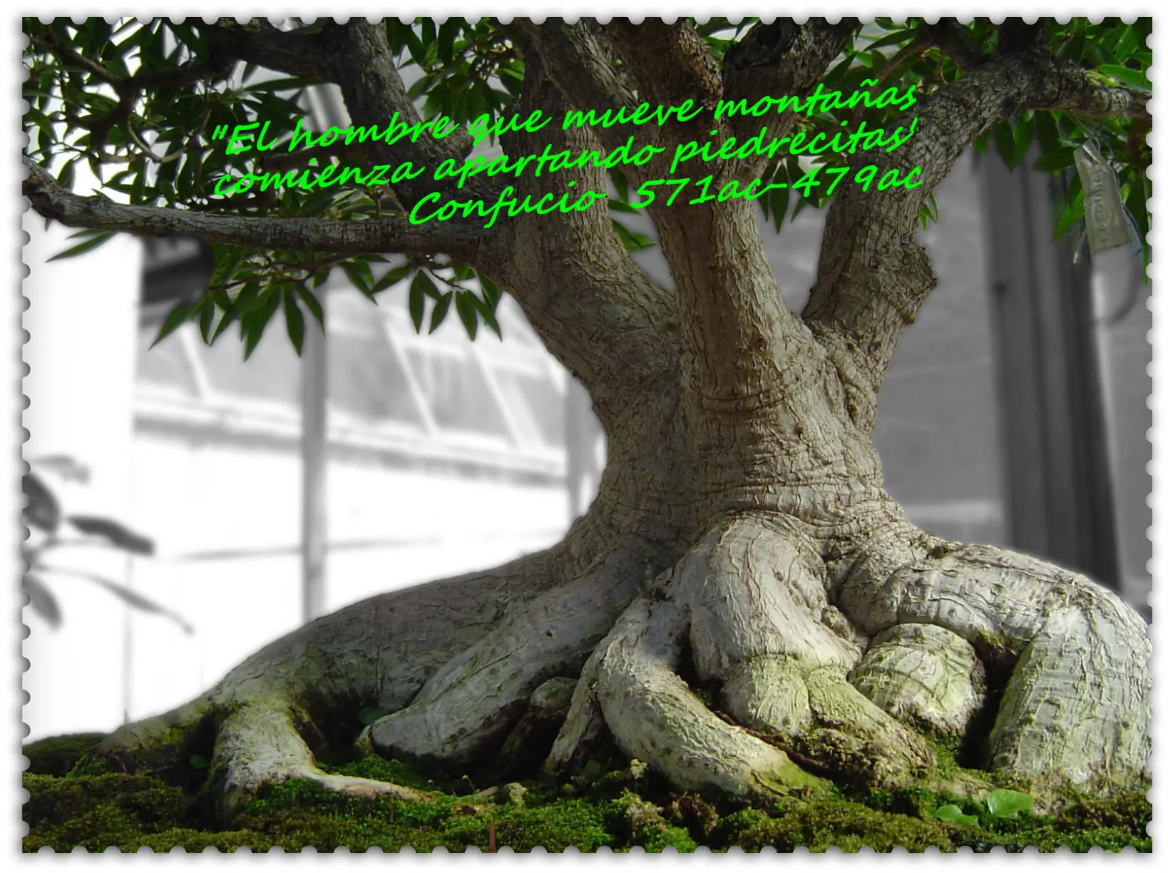 Arbol Arbol