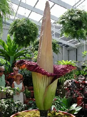 La flor más grande del mundo en Berlín