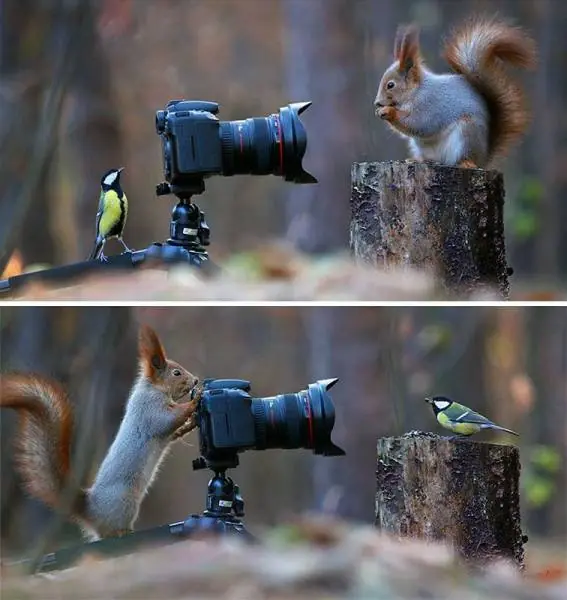 humor