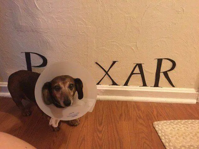 denunciado papu